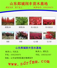  2014年樱花*新价格|樱花开花如何分类？ 