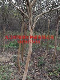 紫薇 无患子 枫香 乌桕 工程绿化苗