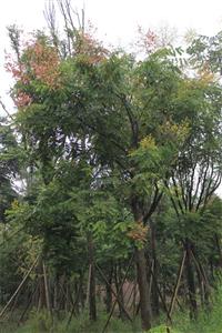 供应栾树 成都栾树 栾树价格 截杆栾树  万树园林供应