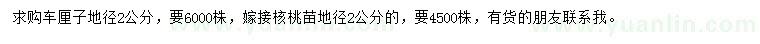 求购地径2公分车厘子、2公分嫁接核桃苗