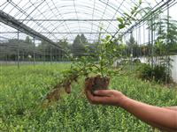 扶芳藤价格山东扶芳藤基地