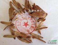 马褂木种子行情报价\马褂木种子图片展示