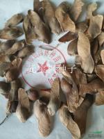 江西元宝枫种子介绍