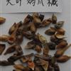 提供红枫种子 桂花种子 红豆杉种子栾树种子