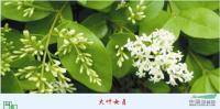 福建大叶女贞