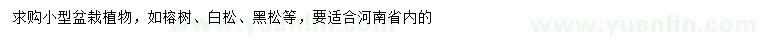 求购榕树、白松、黑松等小型盆栽