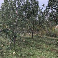 10公分苹果树+15公分苹果树=20公分苹果树基地价格