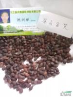 深山含笑种子*新价格/深山含笑种子报价