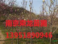 11公分紫叶李