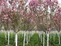 现在的樱花价格怎么样 樱花报价参考 蜀桧价格 雪松种苗价格