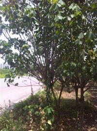 供应木芙蓉 成都木芙蓉 木芙蓉工程苗 万树园林供应