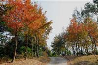 枫香价格，枫香种植基地，枫香*新行情