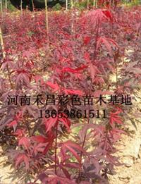 南阳欧洲红枫种植技术|河南欧洲红枫销售厂家