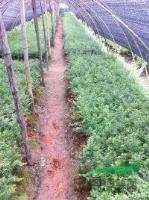 江西红豆杉小苗9*新报价/红豆杉小苗9图片
