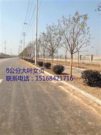 浙江地区供应8公分大叶女贞
