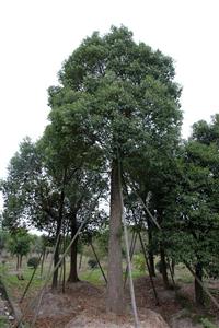 香樟，香樟供应，香樟价格，2014年香樟图片，香樟价格