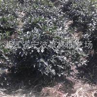 批发园林绿化工程苗木 茶梅色块苗 茶梅球 多规格茶梅基地批发