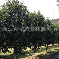 批发园林绿化工程苗木 茶花树苗 山茶花  茶花苗基地批发