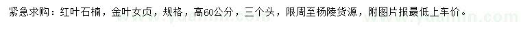求购高60公分红叶石楠、金叶女贞