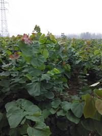 巨紫荆小苗价格报价