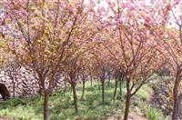 樱花,浙江宁波樱花基地,樱花规格*,樱花价格优惠