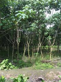 木芙蓉 供应木芙蓉 木芙蓉行道树 木芙蓉价格 万树园林售