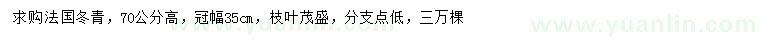 求购高70公分法国冬青