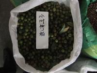 供应竹柏种子，竹柏种子批发，江西竹柏种子，九江竹柏种子