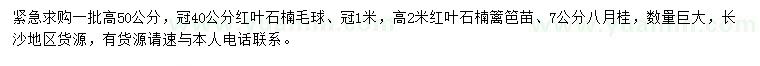 求购红叶石楠球、红叶石楠篱笆苗、八月桂