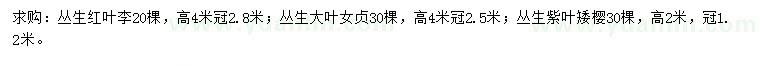 求购丛生红叶李、丛生大叶女贞、丛生紫叶矮樱