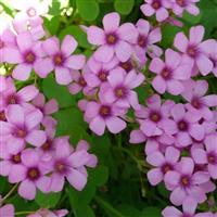 销售红花酢浆草、红花酢浆草苗、红花酢浆草苗园林绿化小区绿化