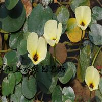 供应水罂粟 沭阳水婴栗照片 水婴栗基地价格