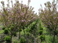 江苏樱花，樱花基地，樱花信息，樱花图片