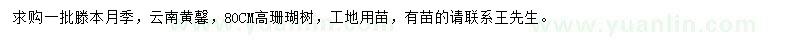 求购滕本月季、云南黄馨、珊瑚树