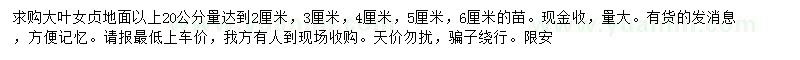 求购地面以上20公分量2公分大叶女贞