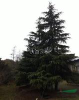 雪松图片\雪松报价