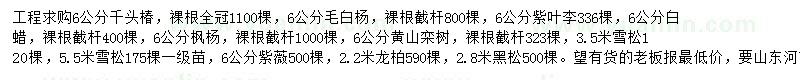 求购千头椿、毛白杨、紫叶李等