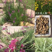 萧山再力花 黄菖蒲 梭鱼草 斑叶茫 马兰/玉带草/荚迷/水葱