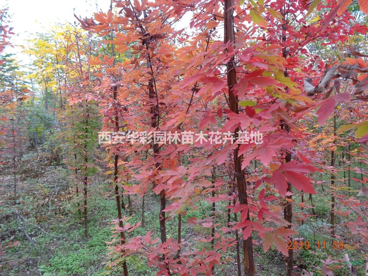 供應陝西僅有的血皮槭優質苗-西安周至貨源