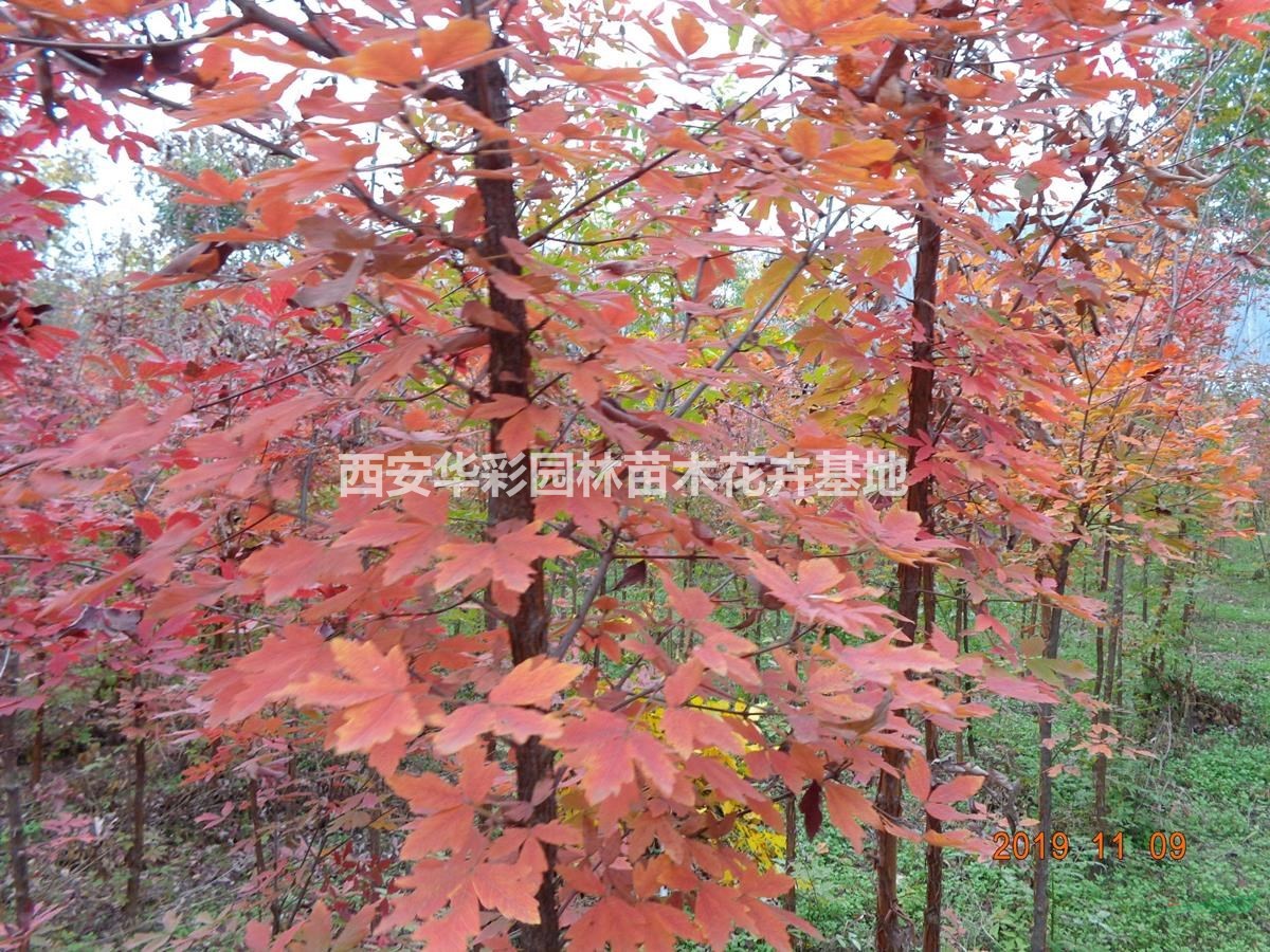 供應陝西僅有的血皮槭優質苗-西安周至貨源