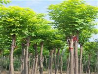供应济宁8公分白蜡价格，10公分白蜡价格，15公分白蜡价格