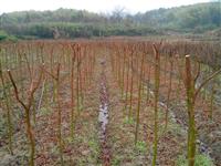 苗圃供应 3公分紫薇  数量 5000棵