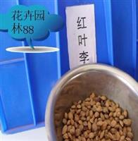 红叶李，红叶李种子，红叶李种子价格，红叶李种子图片