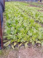 大量25-30高度蒲葵小苗（袋苗）出售
