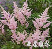 江苏落新妇种子，落新妇种苗，别 名：红升麻、虎麻、金猫儿