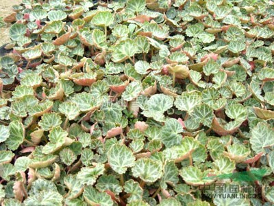 虎耳草、石荷葉、金線吊芙蓉、老虎耳、金絲荷葉、耳朵紅