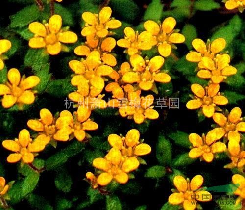 虎耳草、石荷葉、金線吊芙蓉、老虎耳、金絲荷葉、耳朵紅