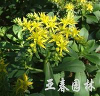 江苏景天三七种子，费菜种子，别称： 土三七、旱三七