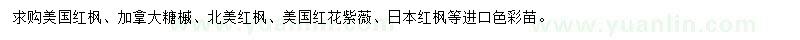 求购美国红枫、加拿大糖槭、北美红枫等