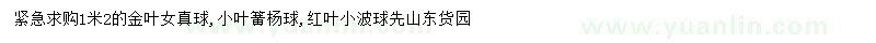 求购小叶黄杨球、金叶女真球、红叶小波球